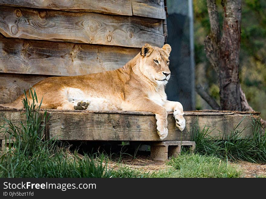 Lion on Wood