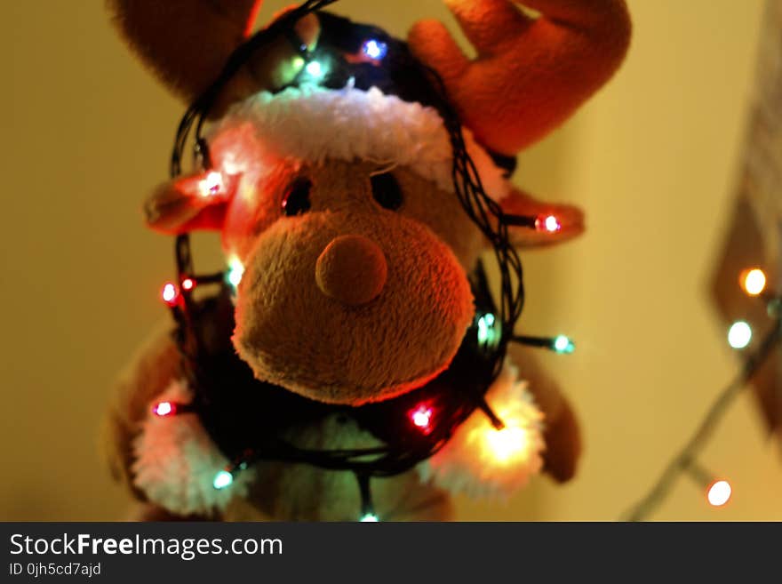 Close-up of Illuminated Christmas Tree