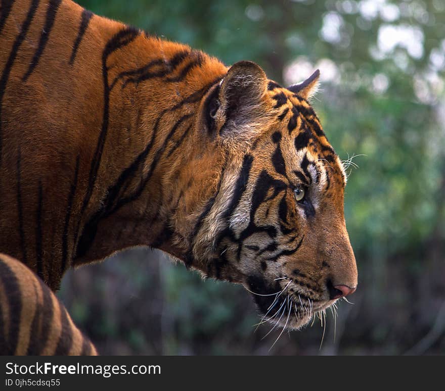 Close-up of Tiger