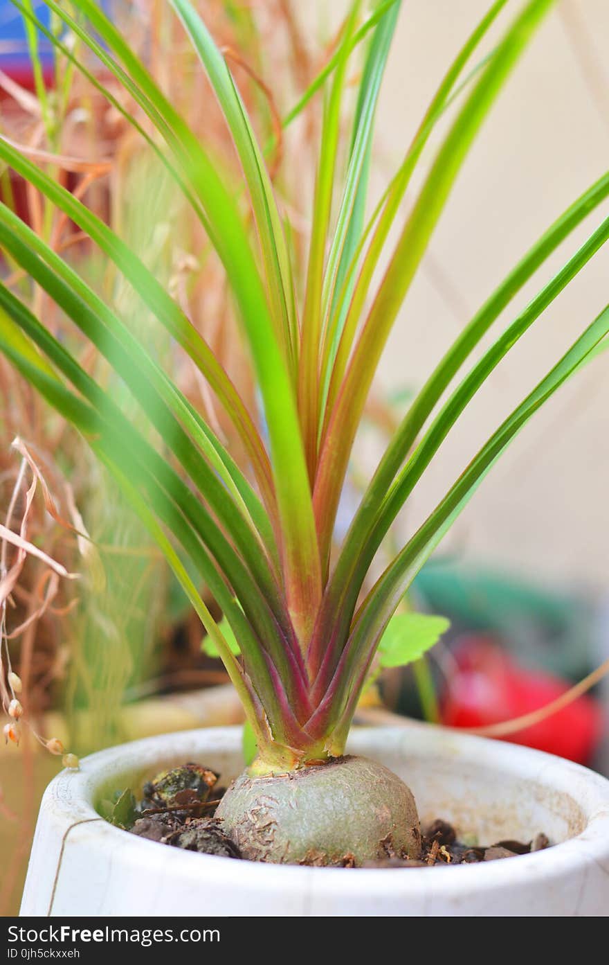 Close-up of Plant