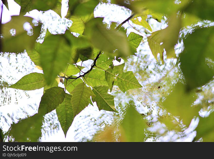 Close-up of Fresh Plants With Water Drops