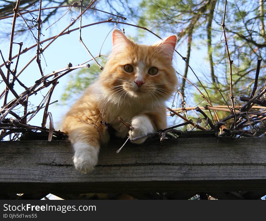 Low Angle Portrait of Cat on Tree Against Sky