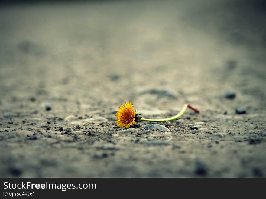 Close-up of Flower on Sand