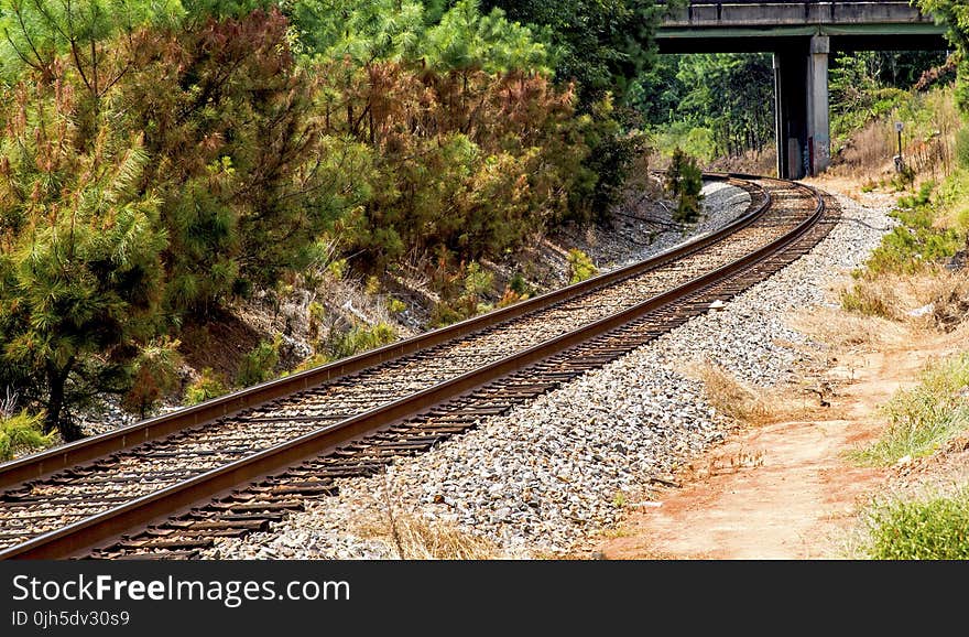 Railroad Tracks Amidst Trees