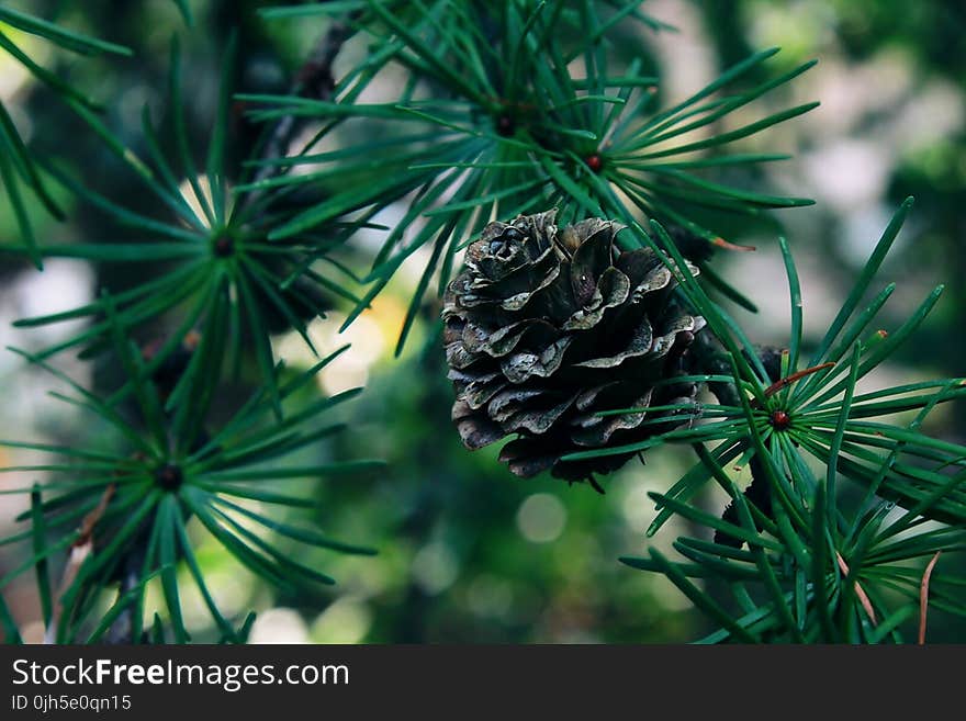 Close-up of an acorn