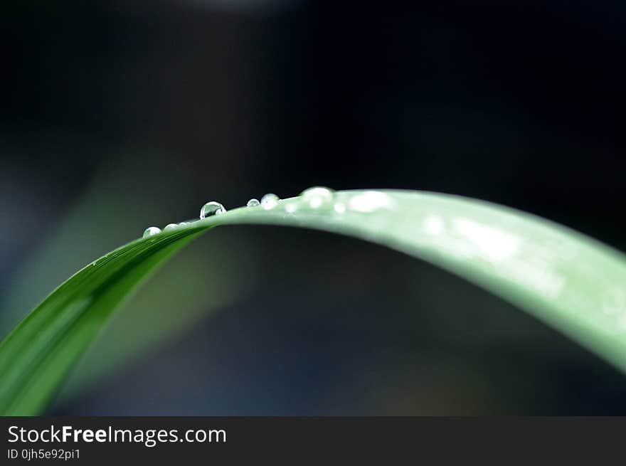 Close-up of Water Drop on Leaf