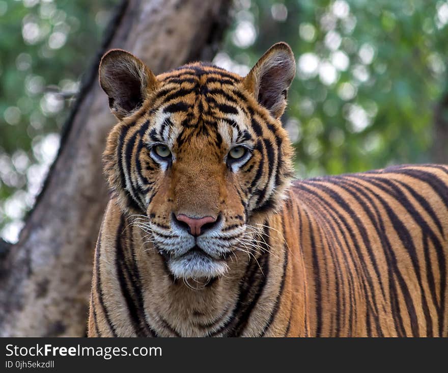 Close-up Portrait of Tiger