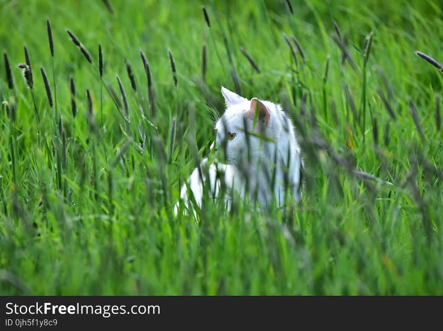 Cat on Field