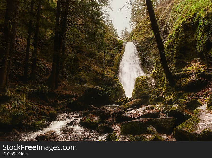 Scenic View of Forest