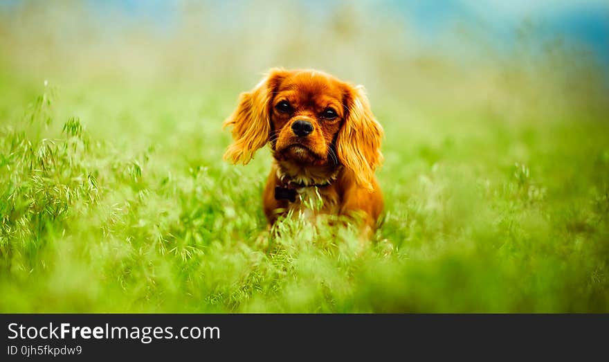 Dog on Grass