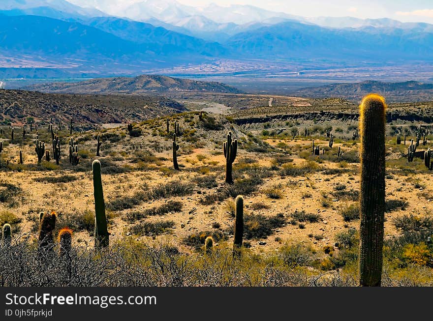 Green Cactus Plants