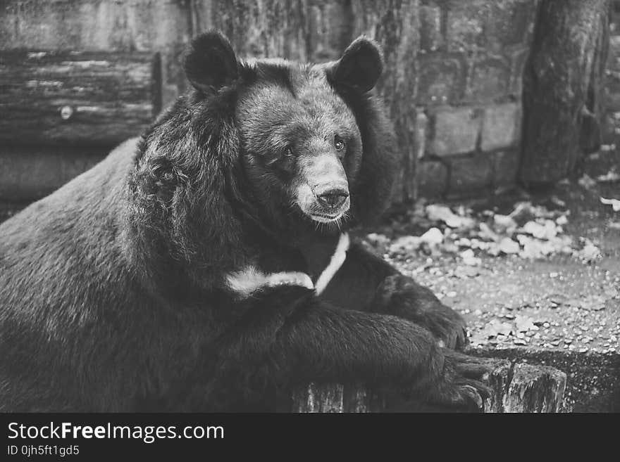 Black and White Photo Of Bear on Wood