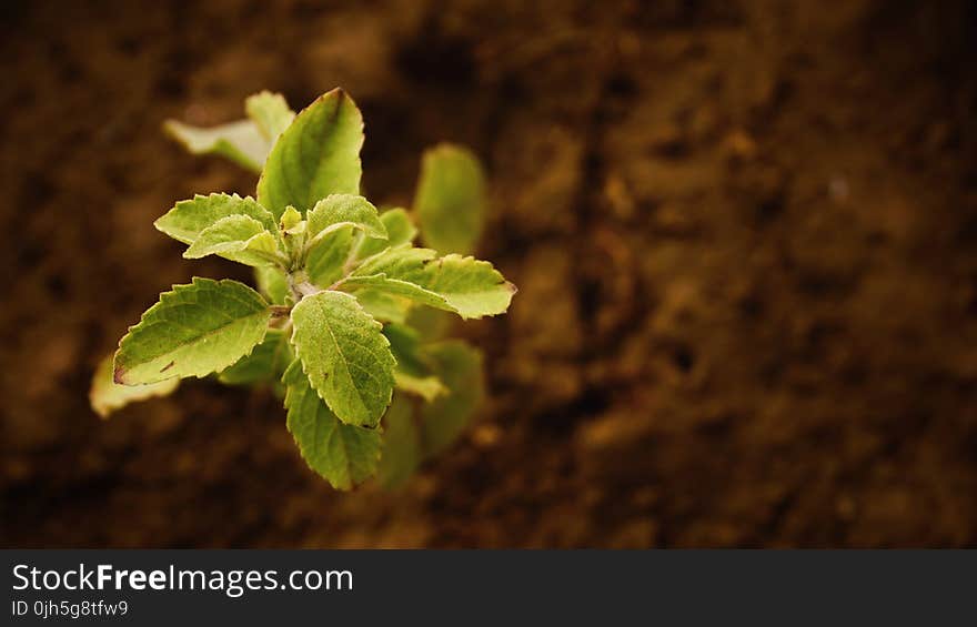 Close-up of Fresh Green Plant