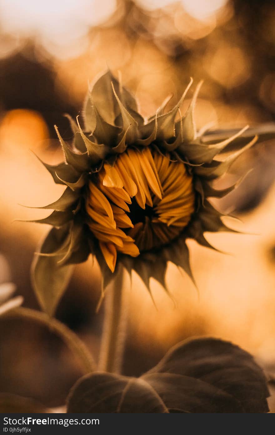 Close-Up Photography of Sunflower