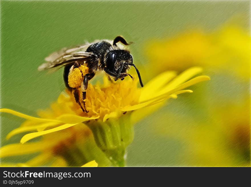 Close-up of Bee on Yellow Flower