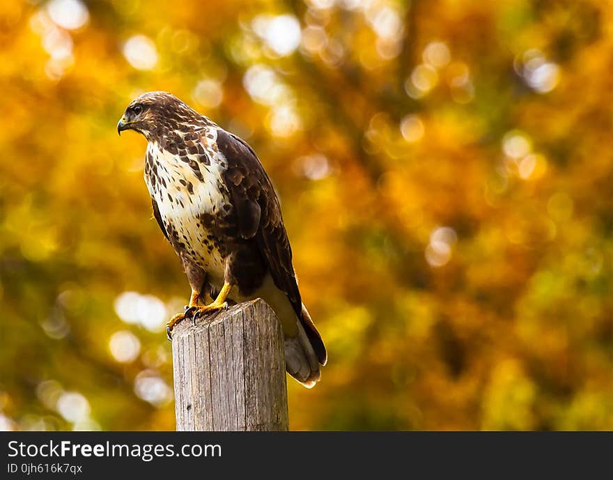 Close-up of Eagle Perching on Outdoors