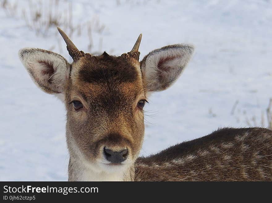 Portrait of Deer on Snow