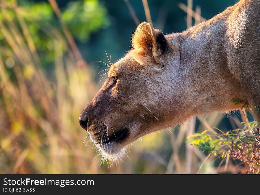 Close-up of a Lioness