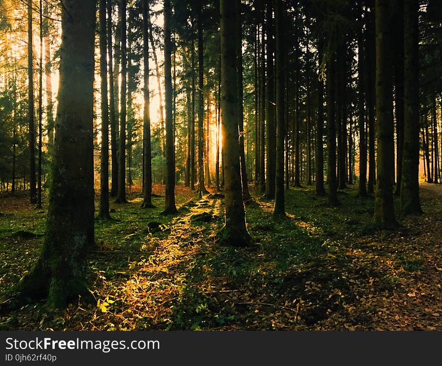 Landscape Photography of Green Leaf Trees