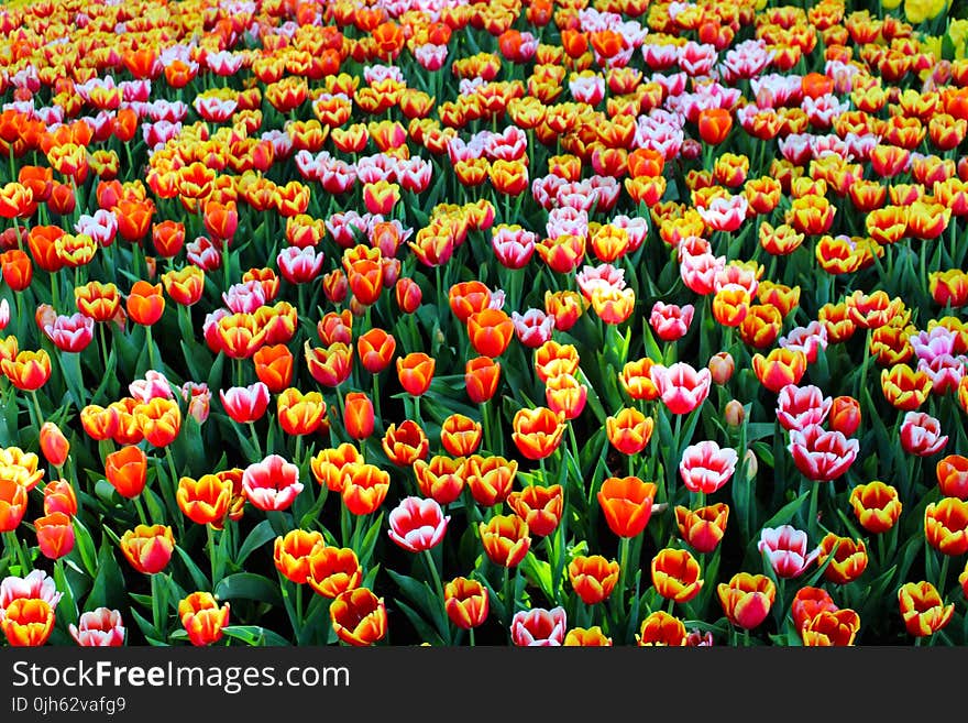 Close-up of Tulips