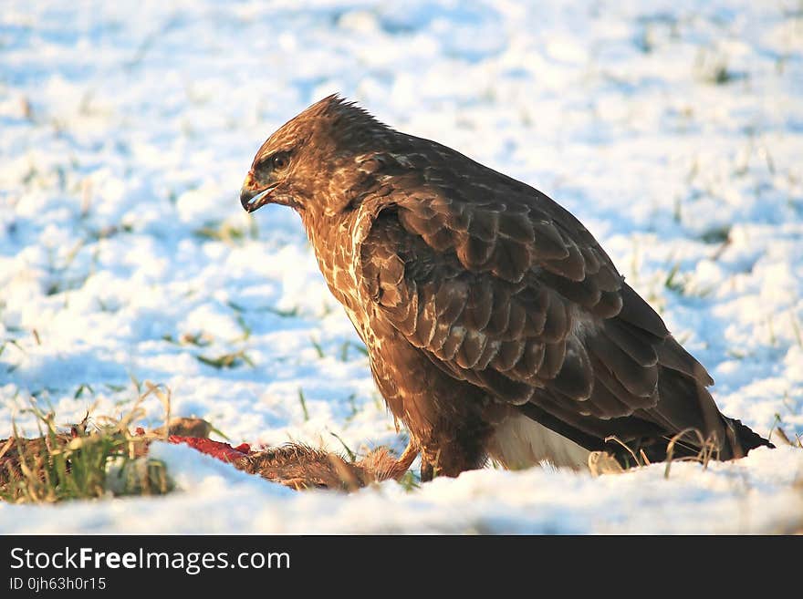 Close-up of Eagle Perching on Rock