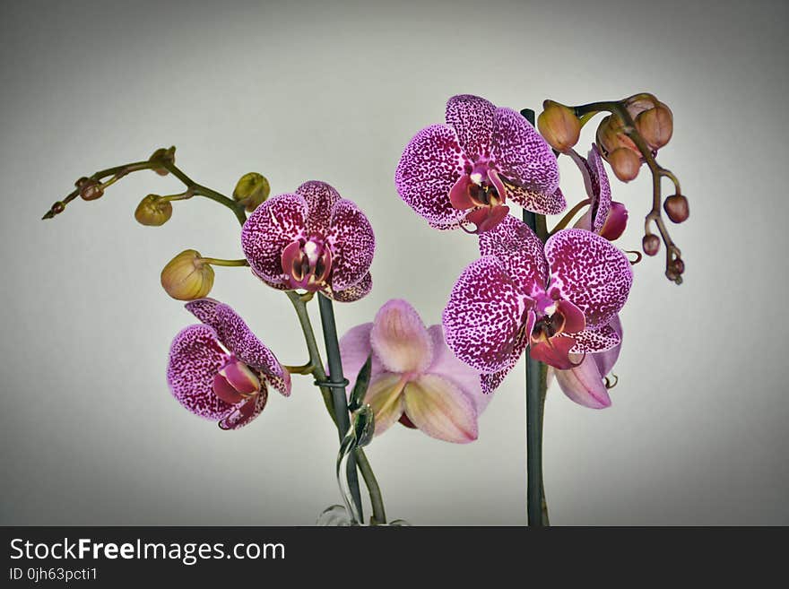 Close-up of Purple Orchid Flowers