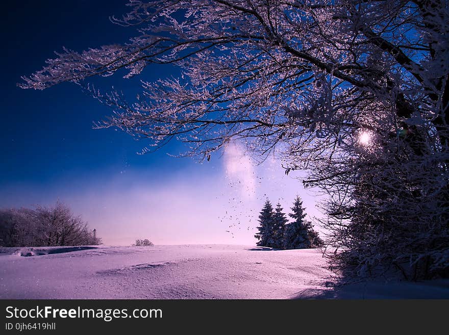 Trees Against Sky during Winter