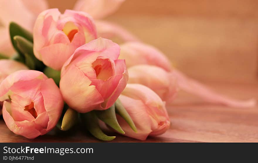 Close-up of Pink Flowers