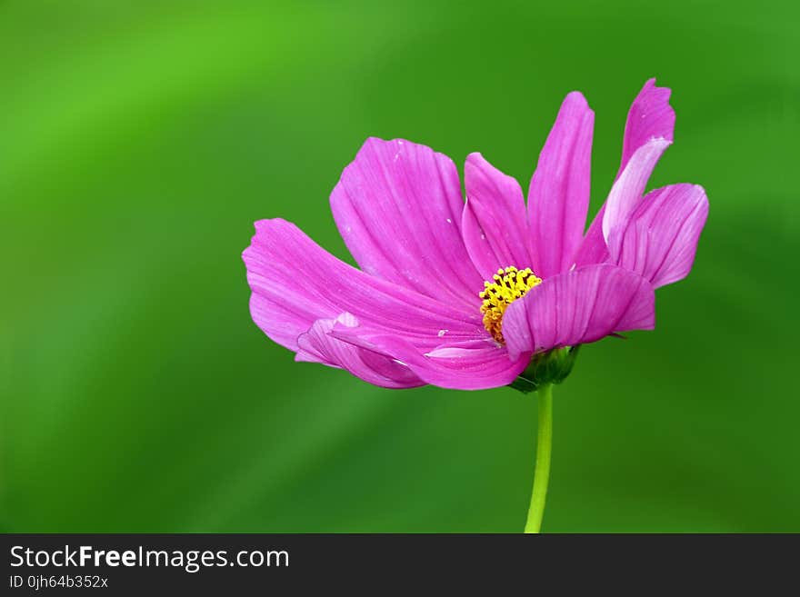 Close-up of Pink Flower