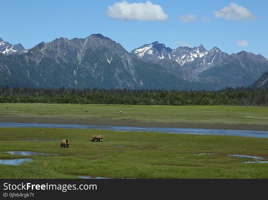 View of a Grazing in Pasture