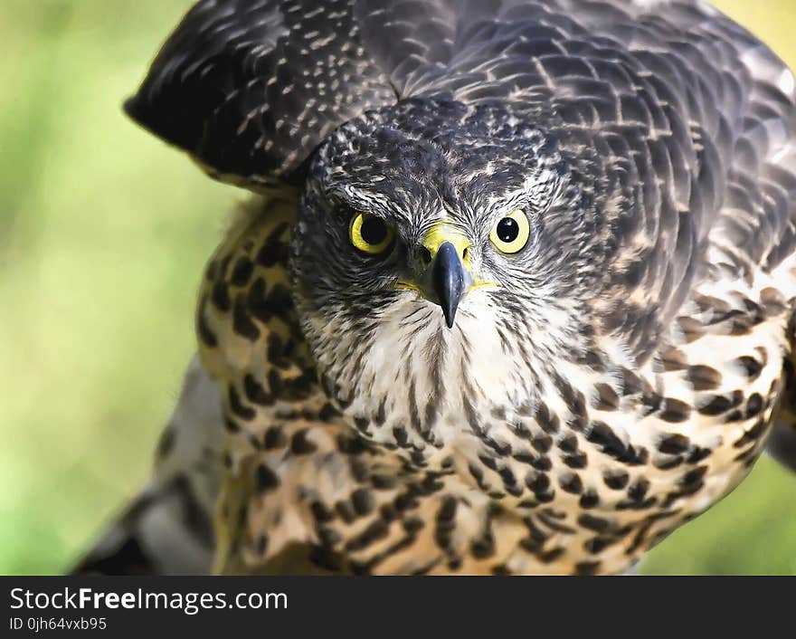 Close-up of Eagle