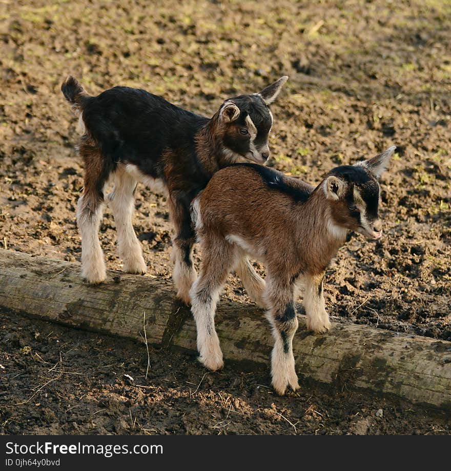 Full Length of a Goat