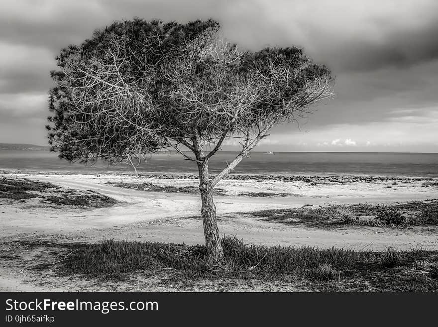 Tree on Beach Against Sky