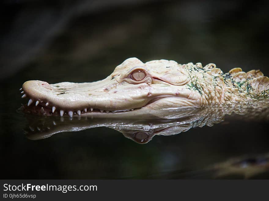Close Up of Alligator Head