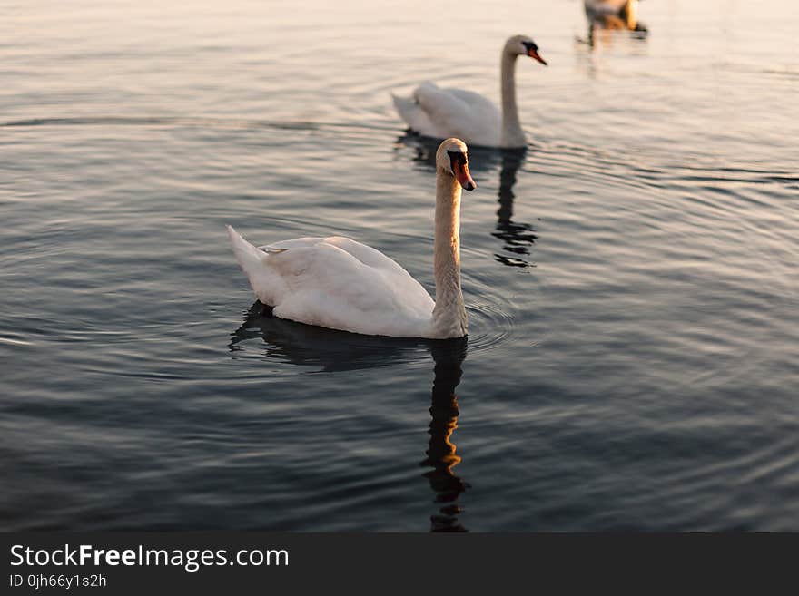 White Swan Swimming