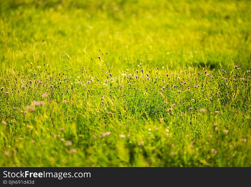 Green Grass Image