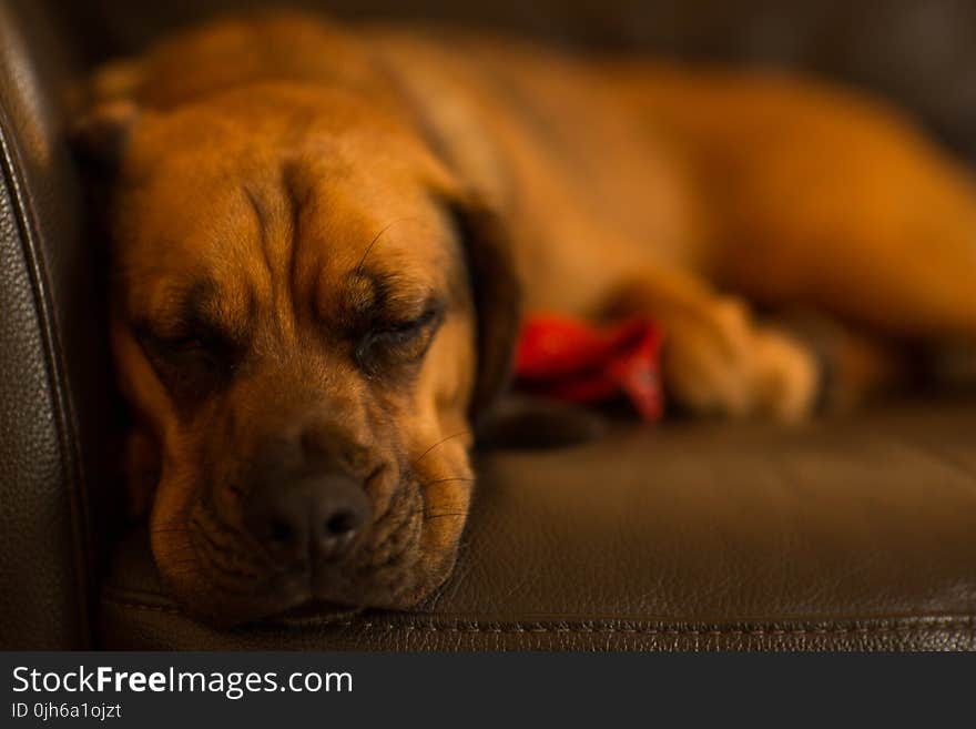 Selective Focus of Tan Dog Lying on Sofa