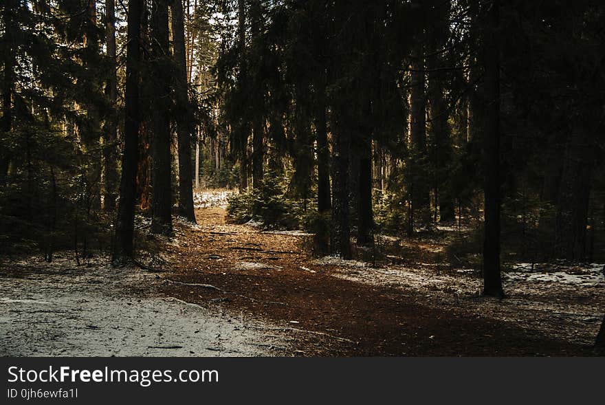 Landscape Photography of Forest Trees