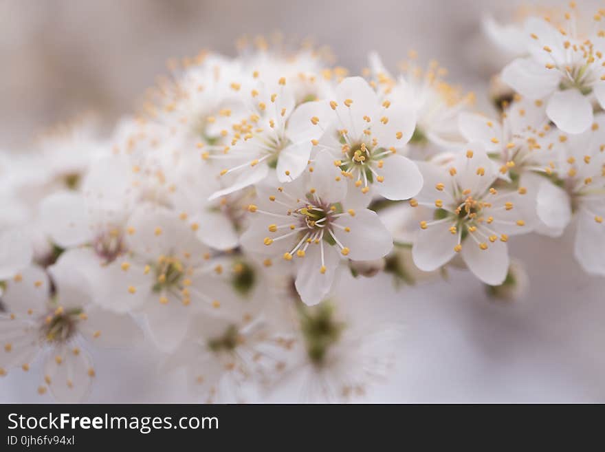 Close-up Photo Of White Petaled Flowers