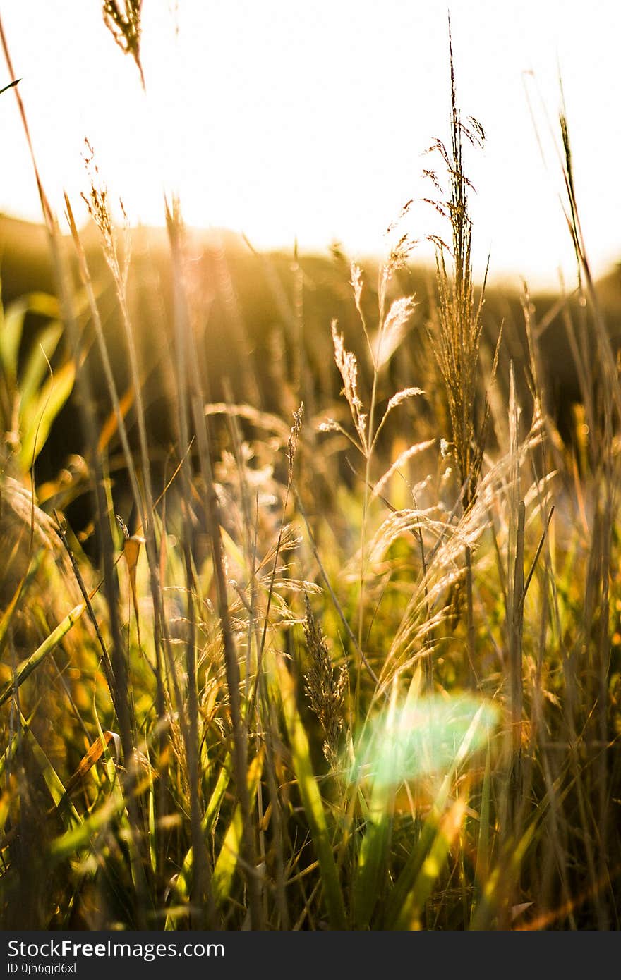 Brown Wheat With Sunrays Effect