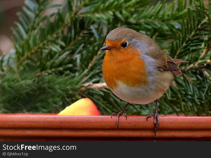 Brown White and Orange Small Bird Perched on Wood Near Pine Tree Leaf