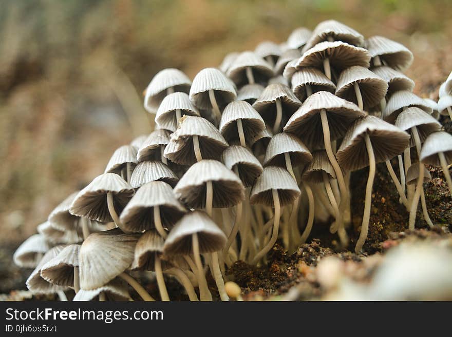 Closeup Photo of White Mushrooms