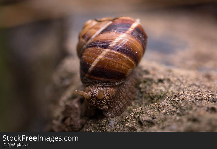 Depth of Field Photography Of Snail