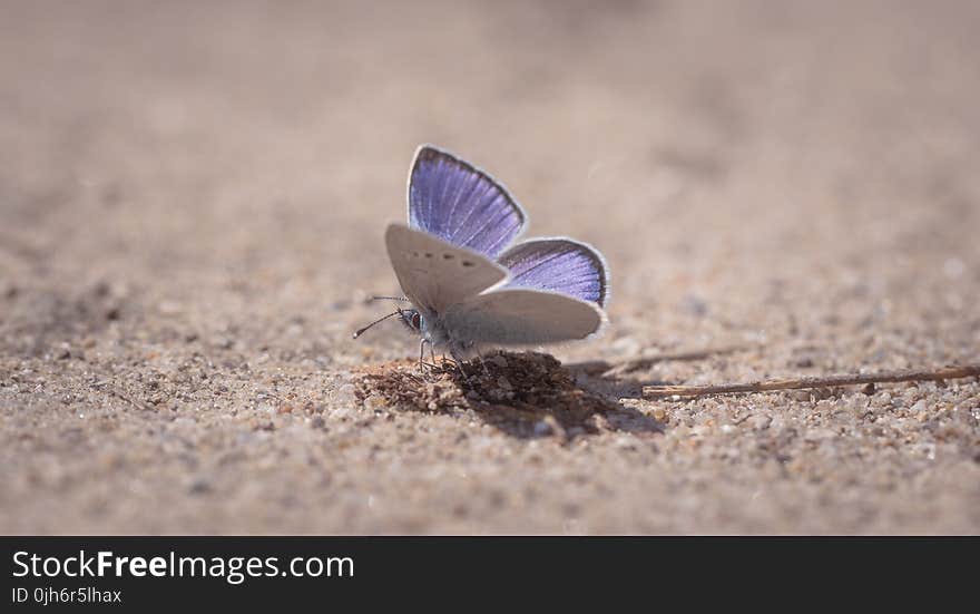 Purple Sulfur Moth On Ground Close-up Photography