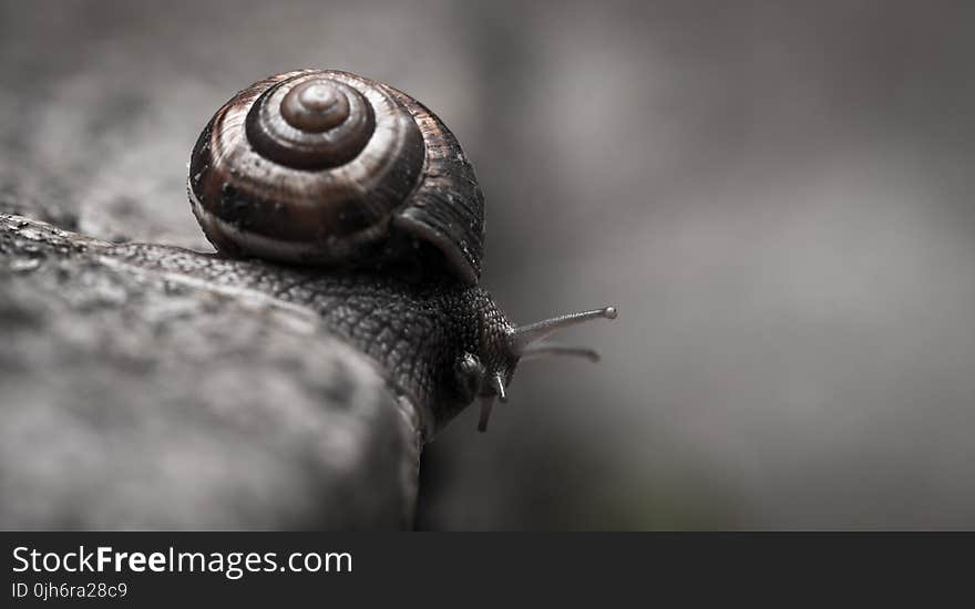 Snail