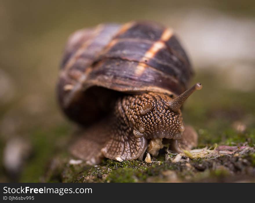 Shallow Focus Photography Of Snail