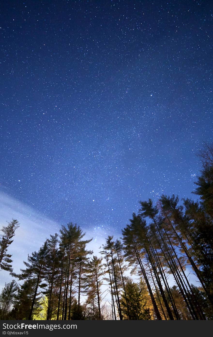 Low Angle Photo of Green Leaf Tall Trees Under Night Time