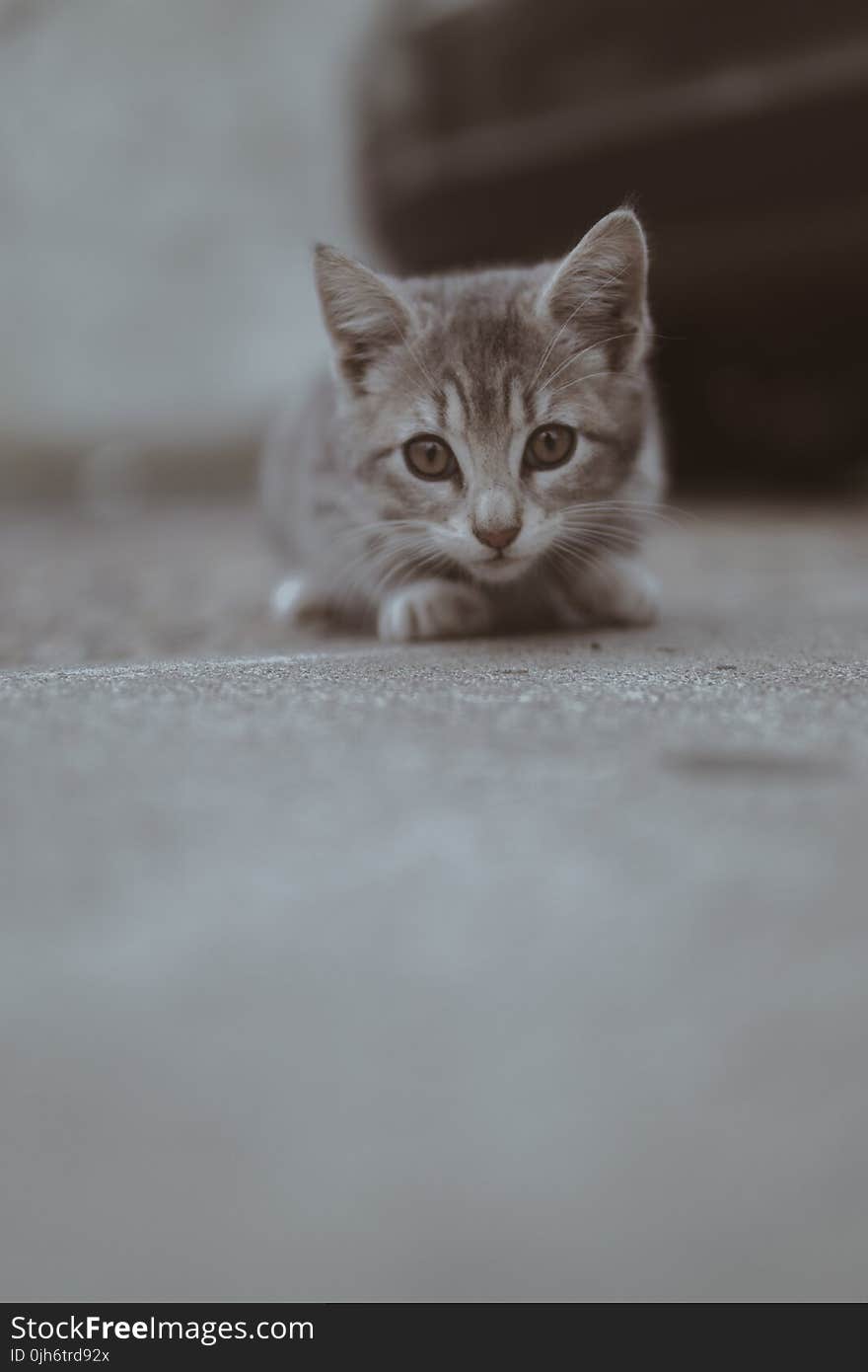 Close-up Photography of Cat