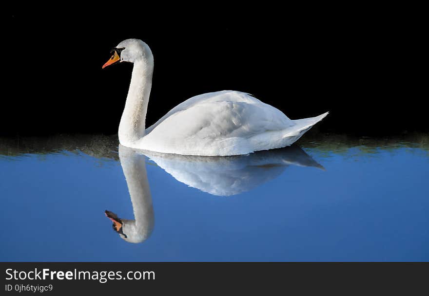 White Swan