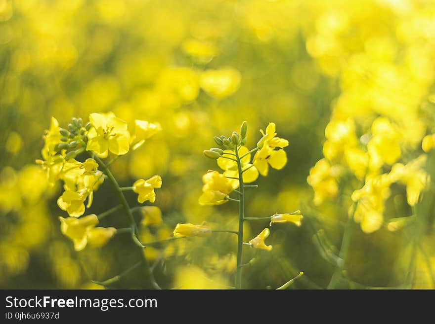 Selective-focus Photography of Yellow Petaled Flowers